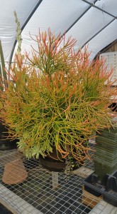 euphorbia sticks on fire